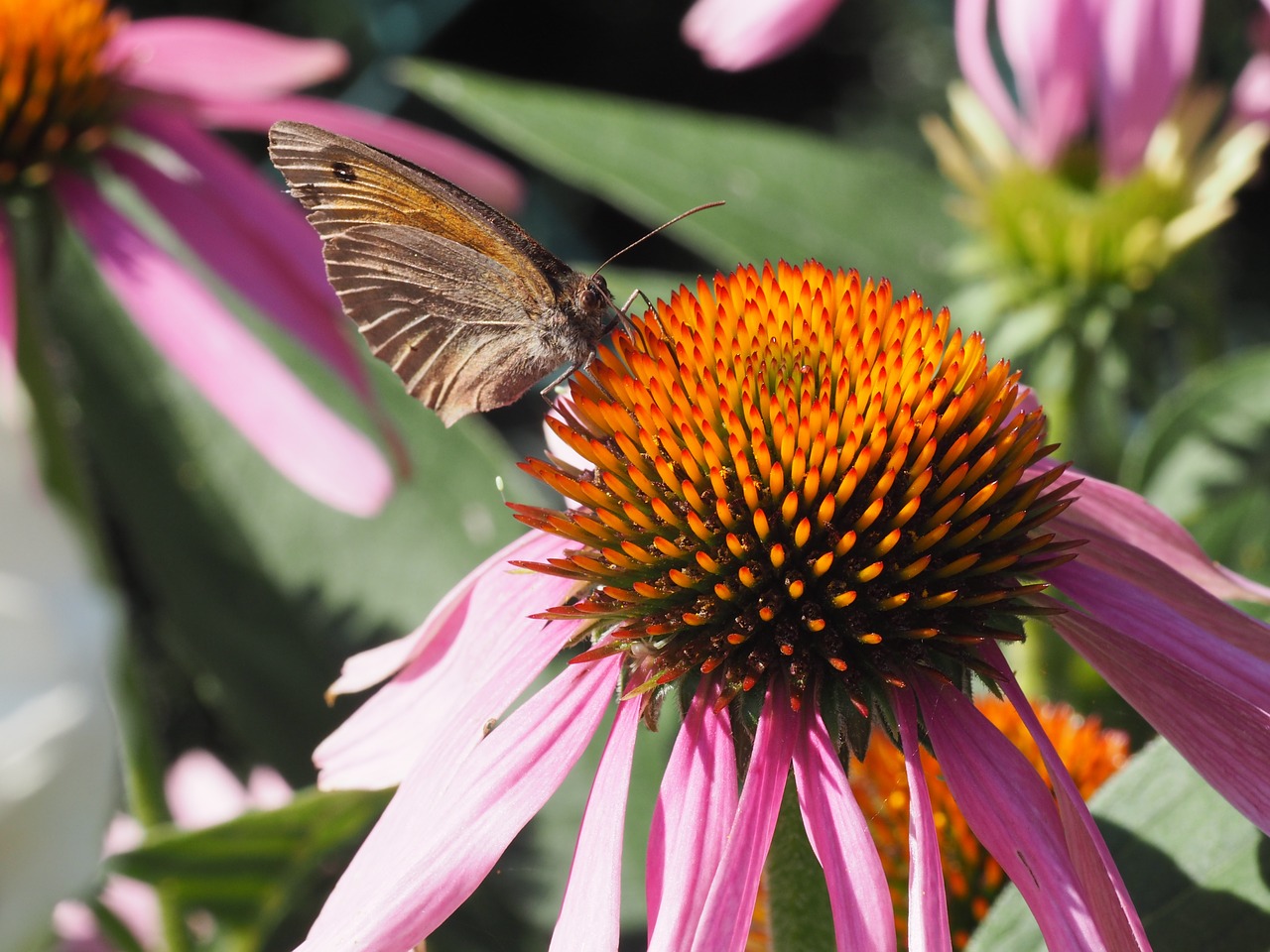 butterfly flower blossom free photo