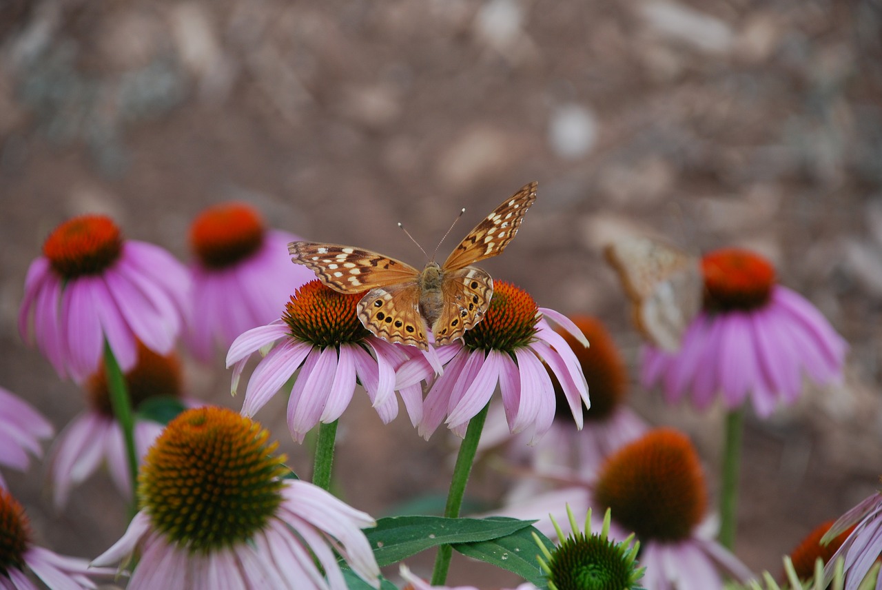 butterfly nature flower free photo