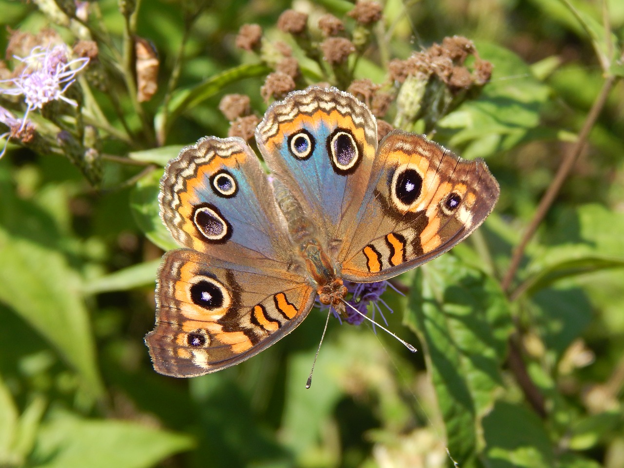 butterfly colorful sucking free photo