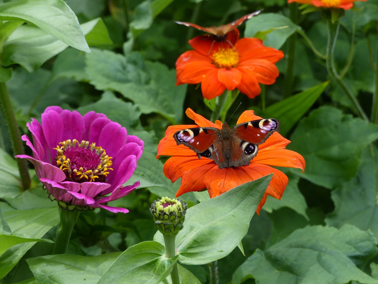 butterfly blossom bloom free photo