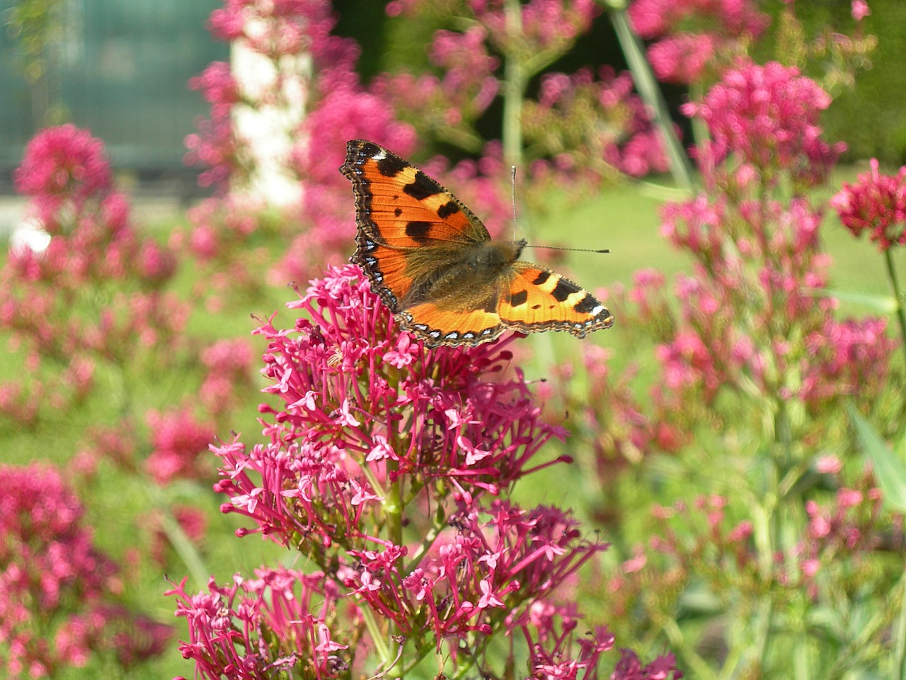 butterfly insect garden free photo