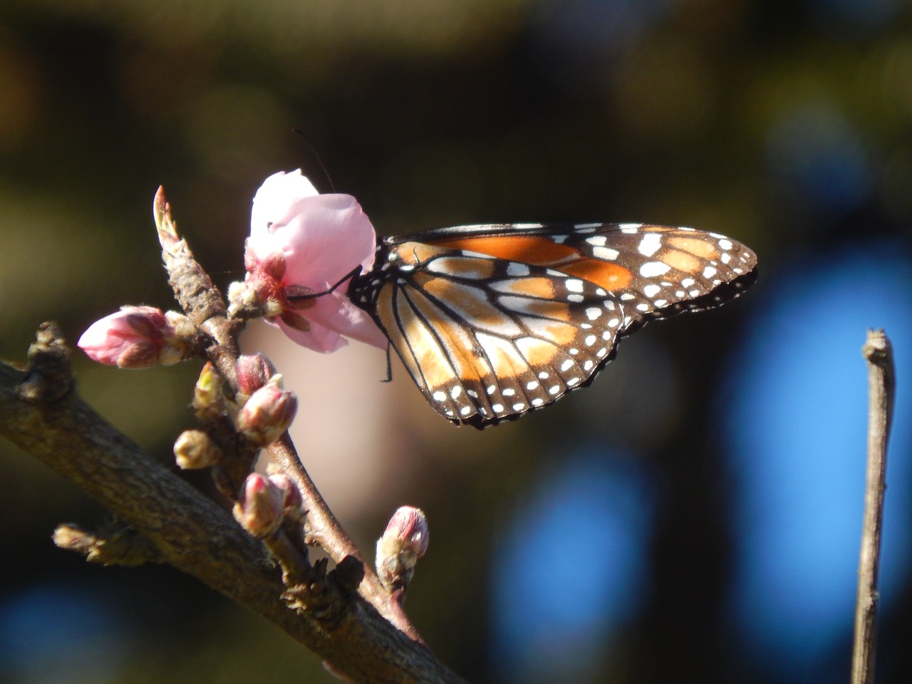 butterfly sucking peach blossom free photo