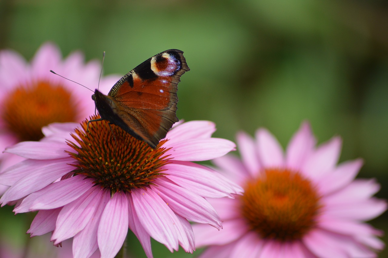 butterfly peacock flower free photo