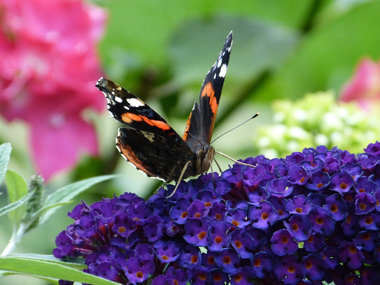 butterfly admiral summer free photo