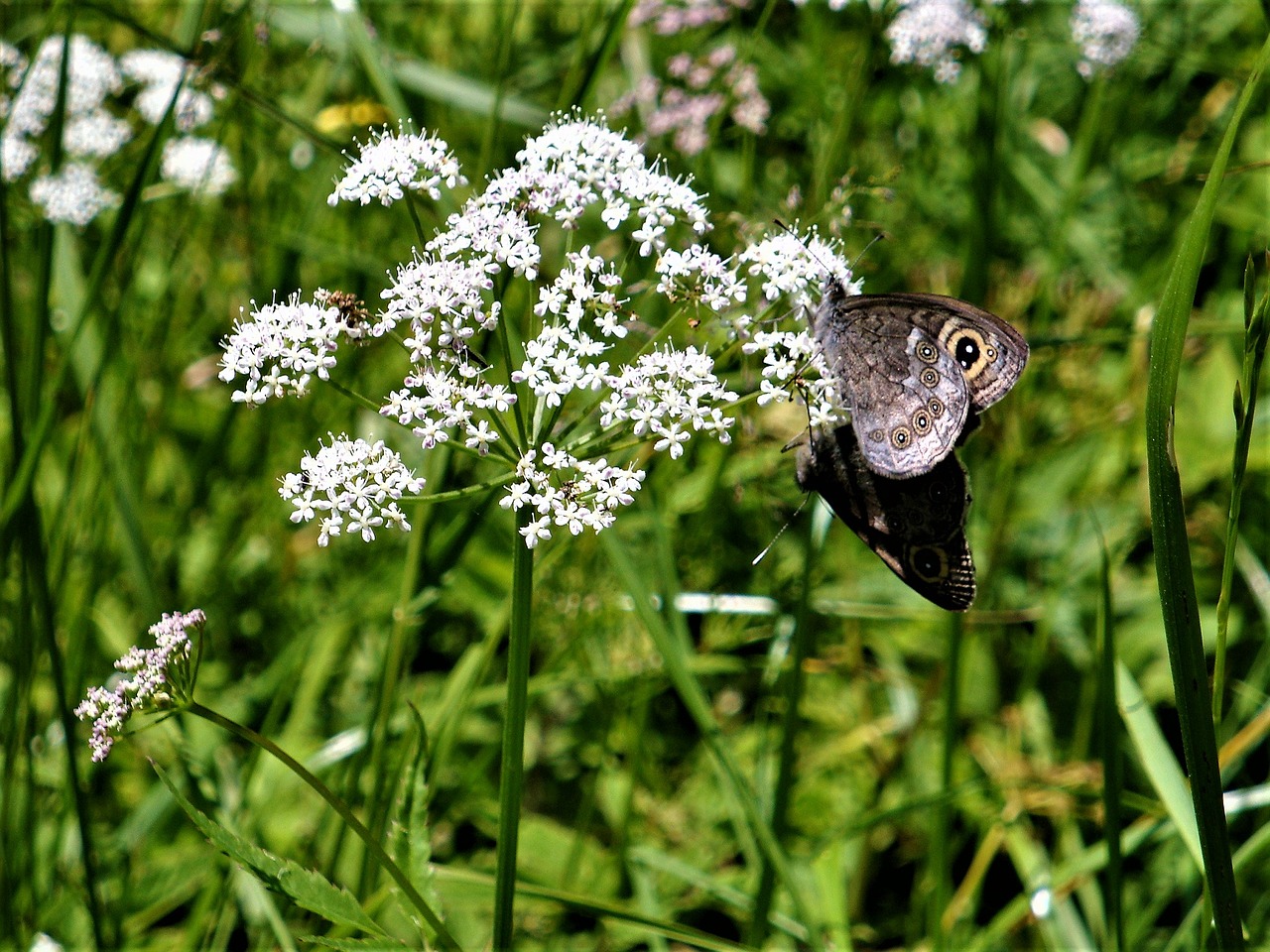 butterfly meadow nature free photo