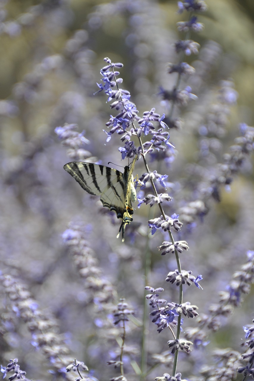 butterfly nature insect free photo