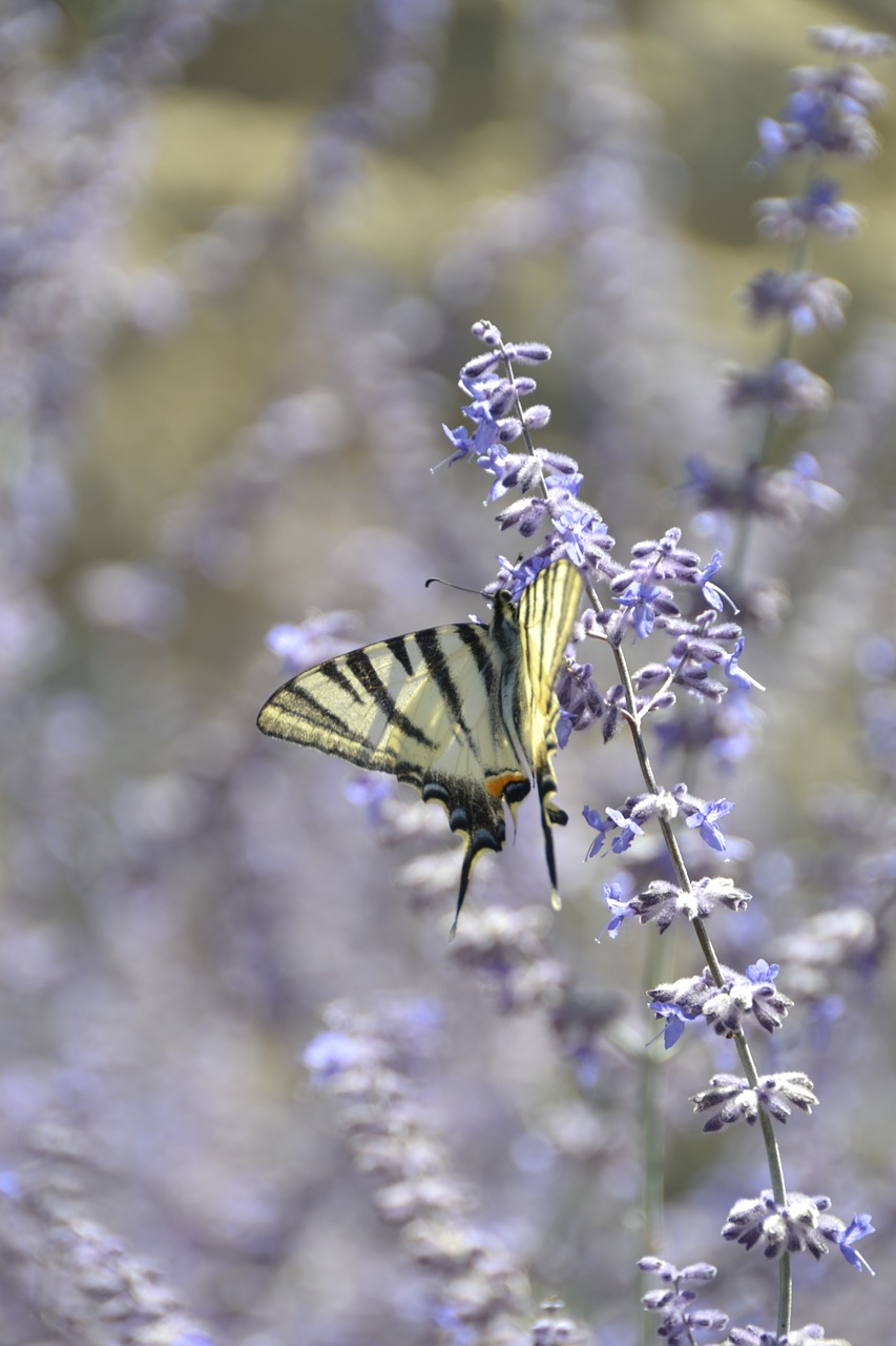 butterfly insect flower free photo