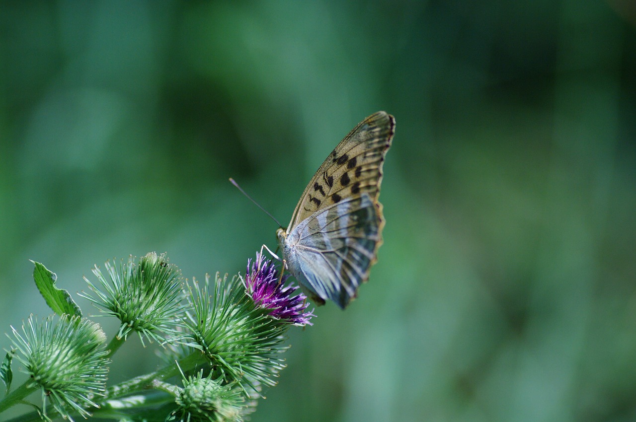 butterfly thistle summer free photo