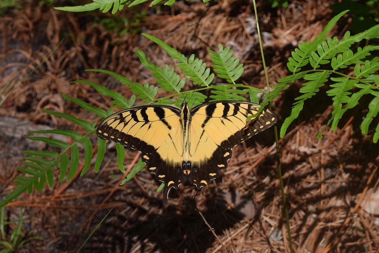 butterfly nature insect free photo