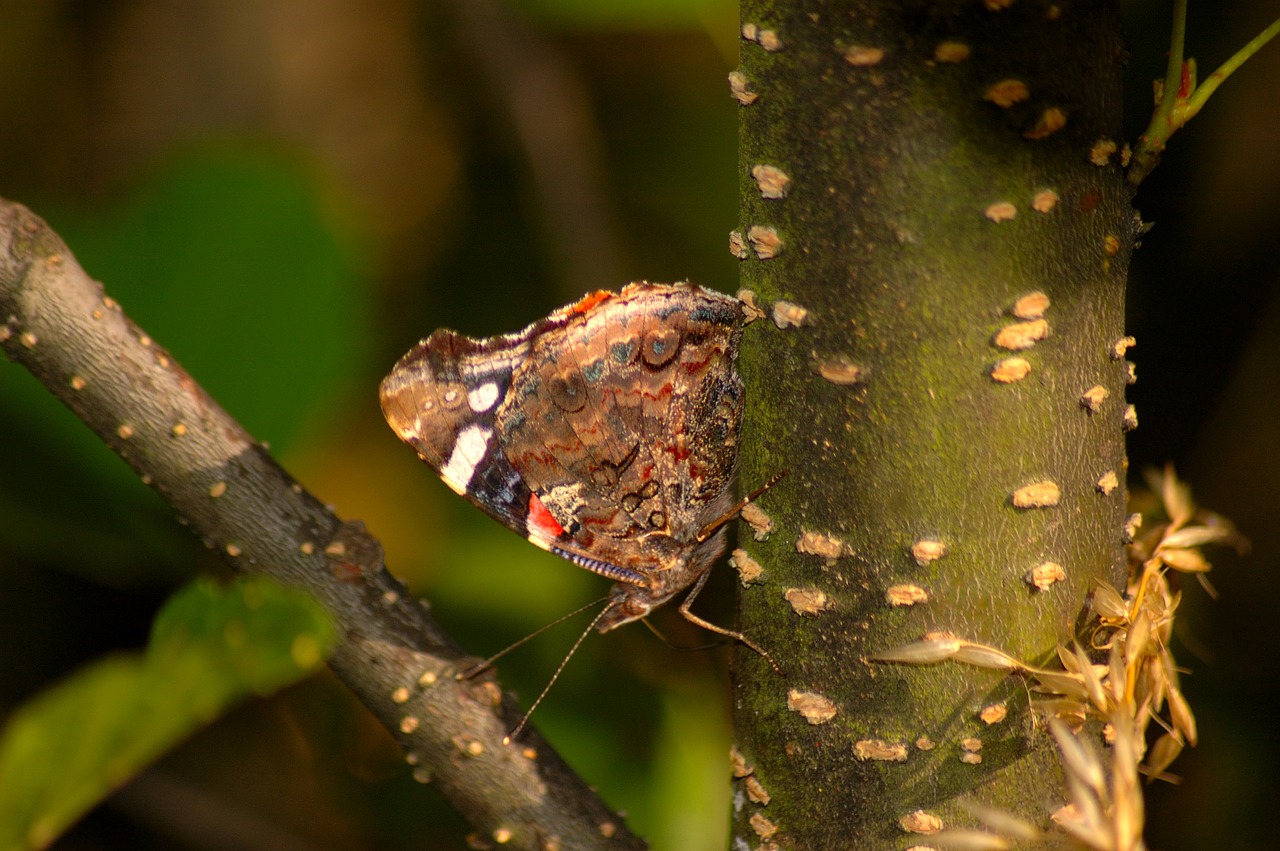 butterfly nature insect free photo