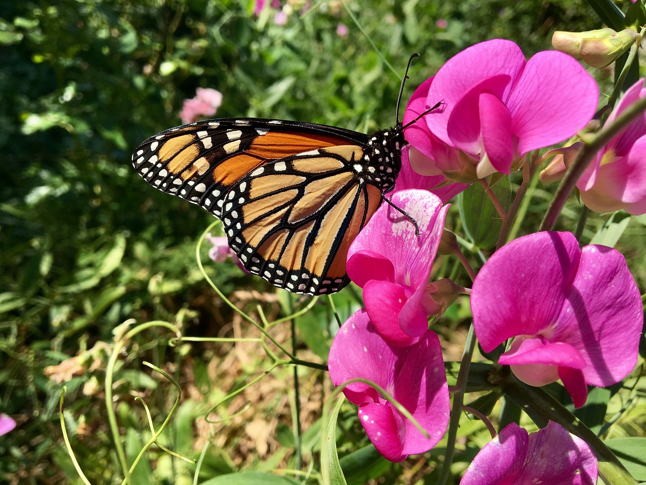 butterfly flower sweet pea free photo