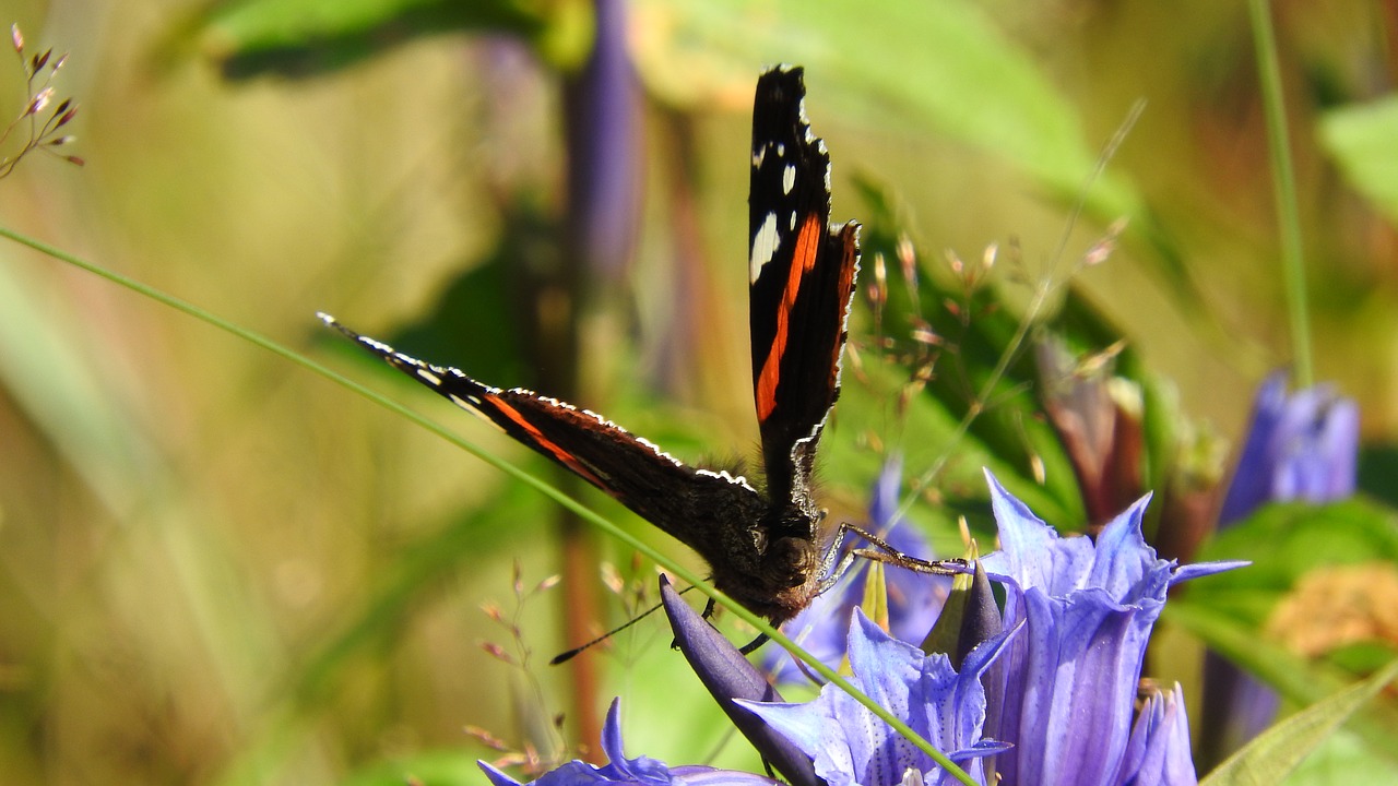 butterfly meadow country free photo