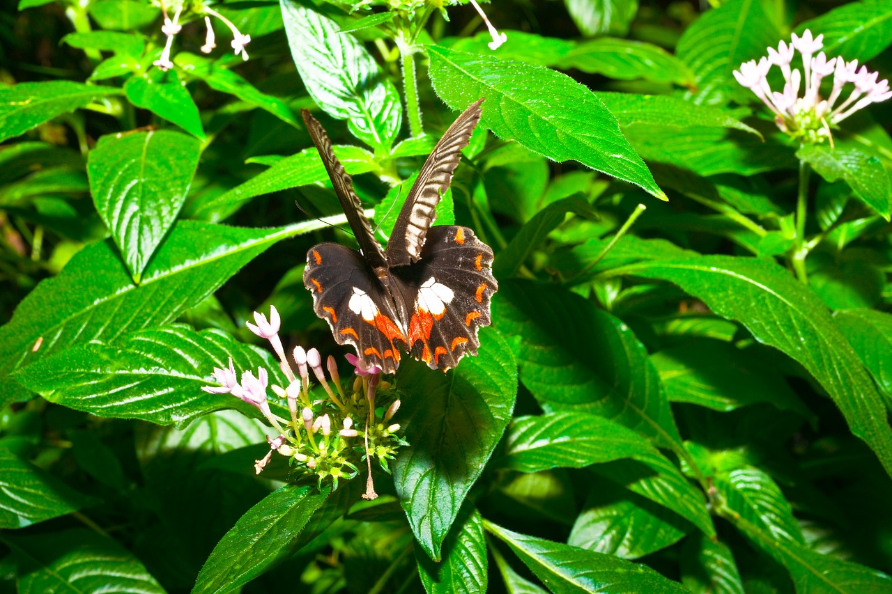 butterfly fly animal free photo