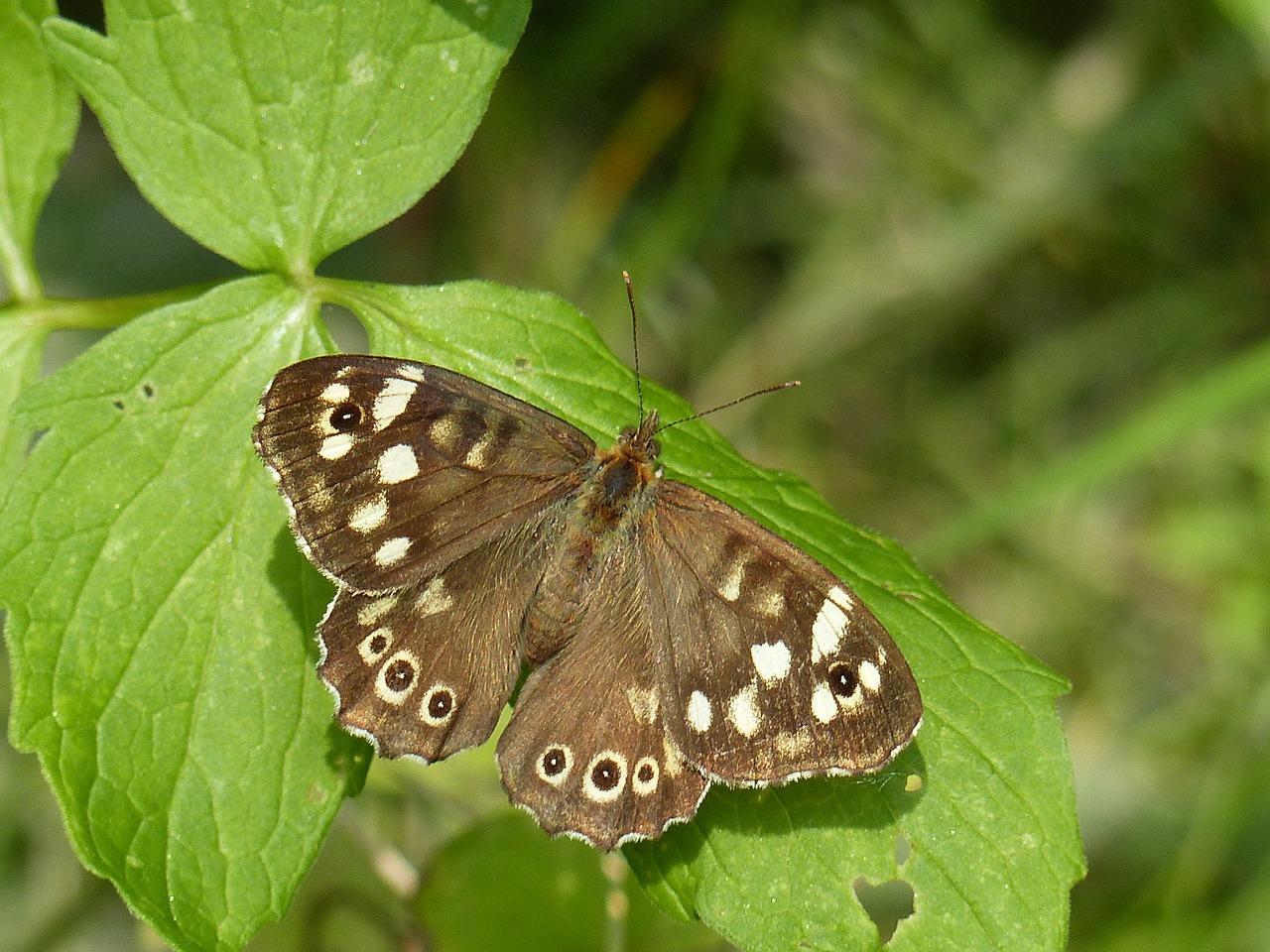 butterfly nature netherlands free photo