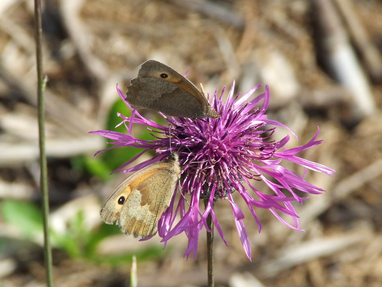 butterfly flower pink free photo