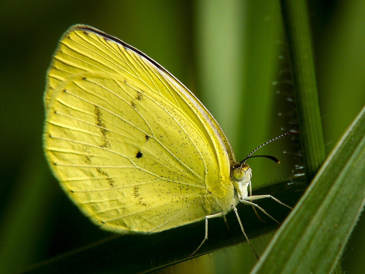 butterfly yellow insect free photo