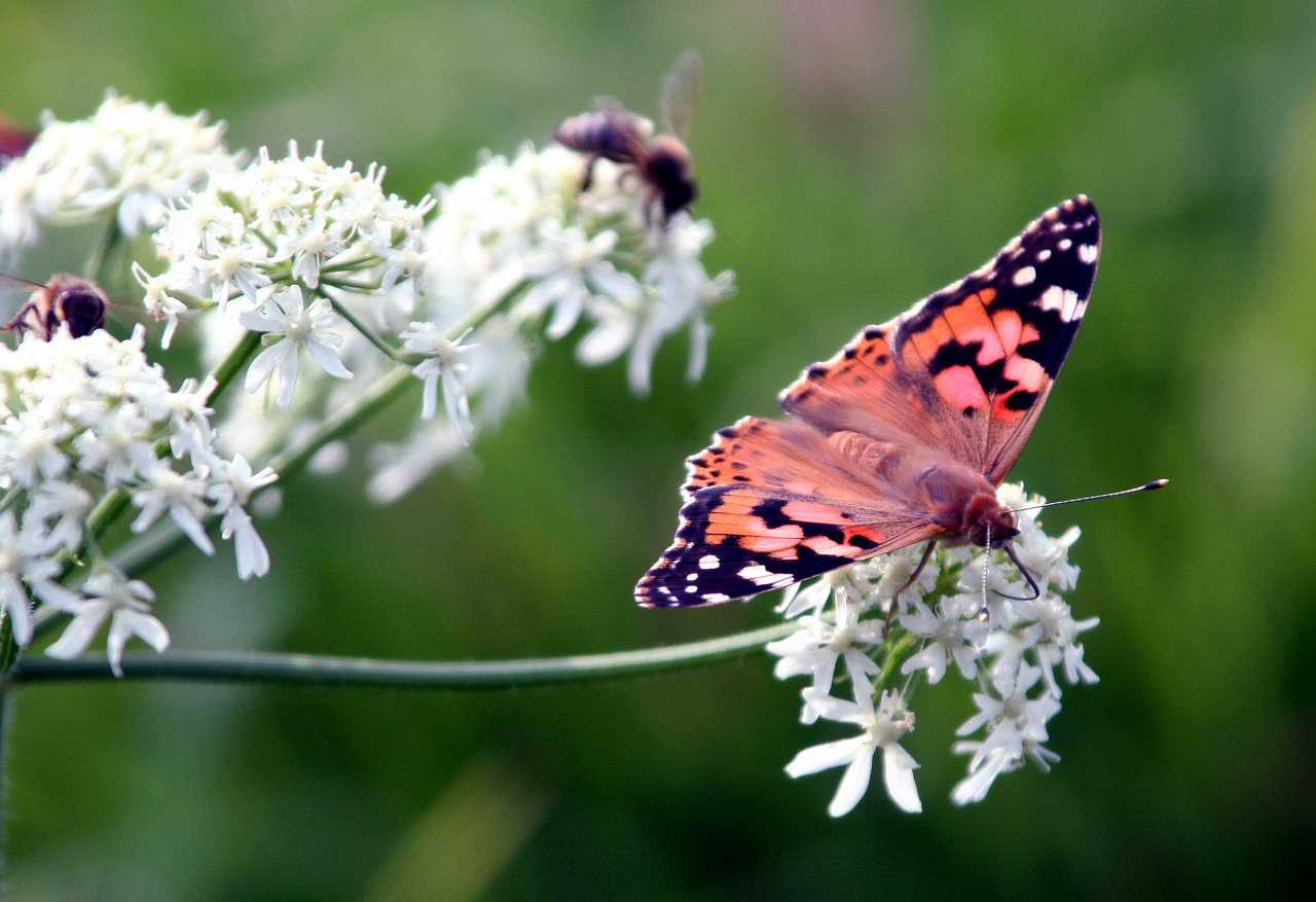 butterfly insect flower free photo