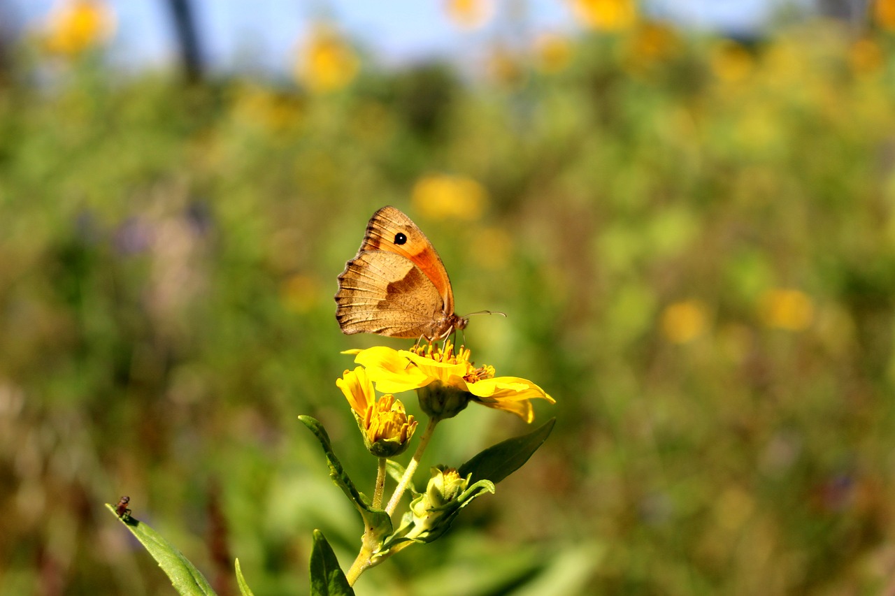 butterfly flower nature free photo