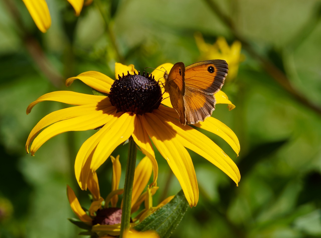 butterfly insect macro free photo