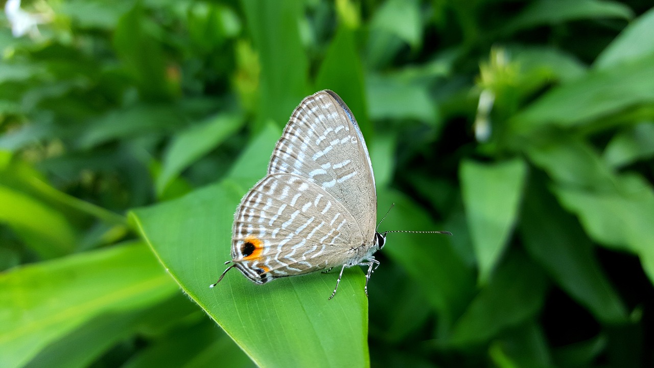 butterfly quentin chong nature free photo