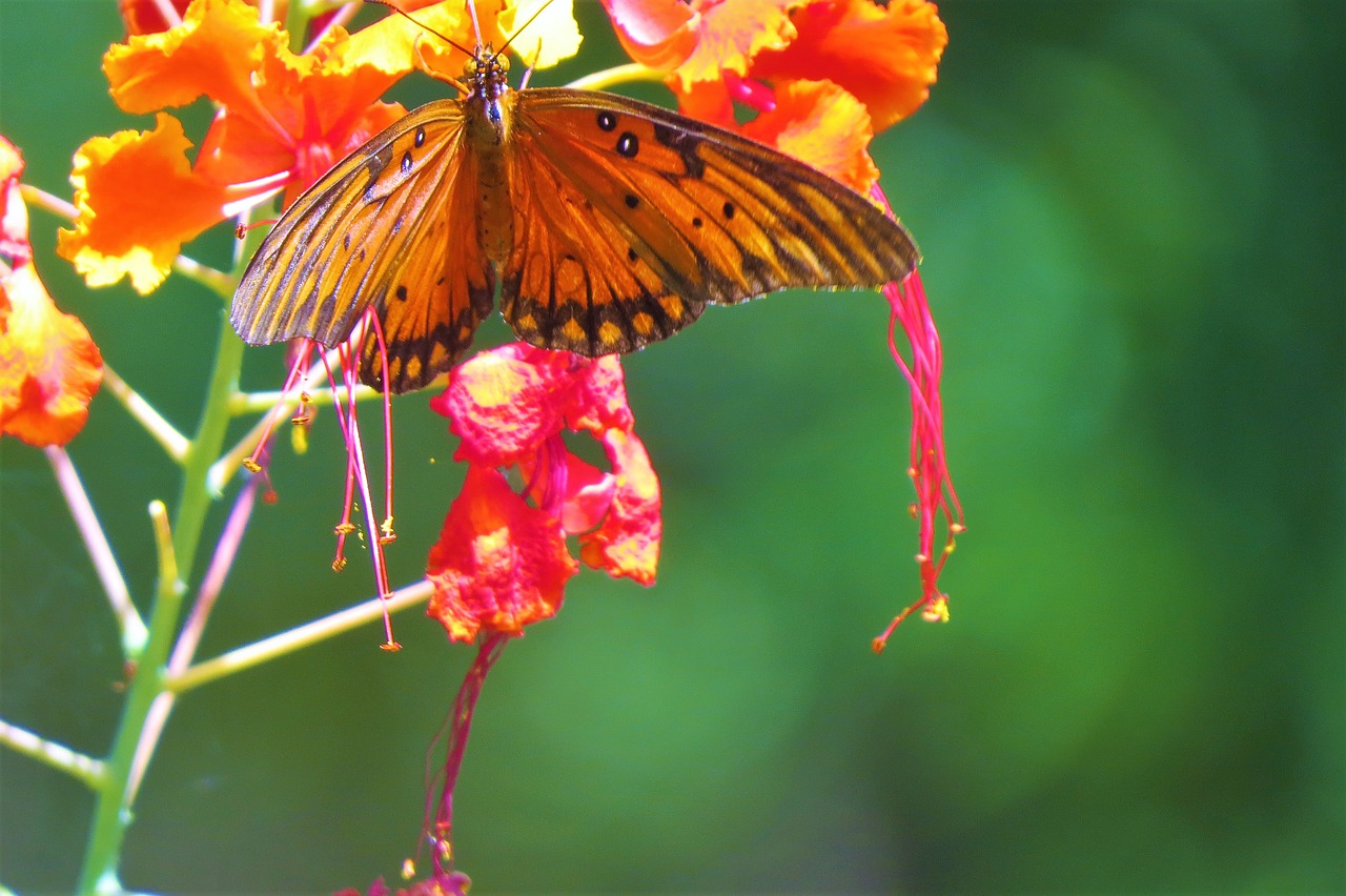 butterfly rust orange free photo