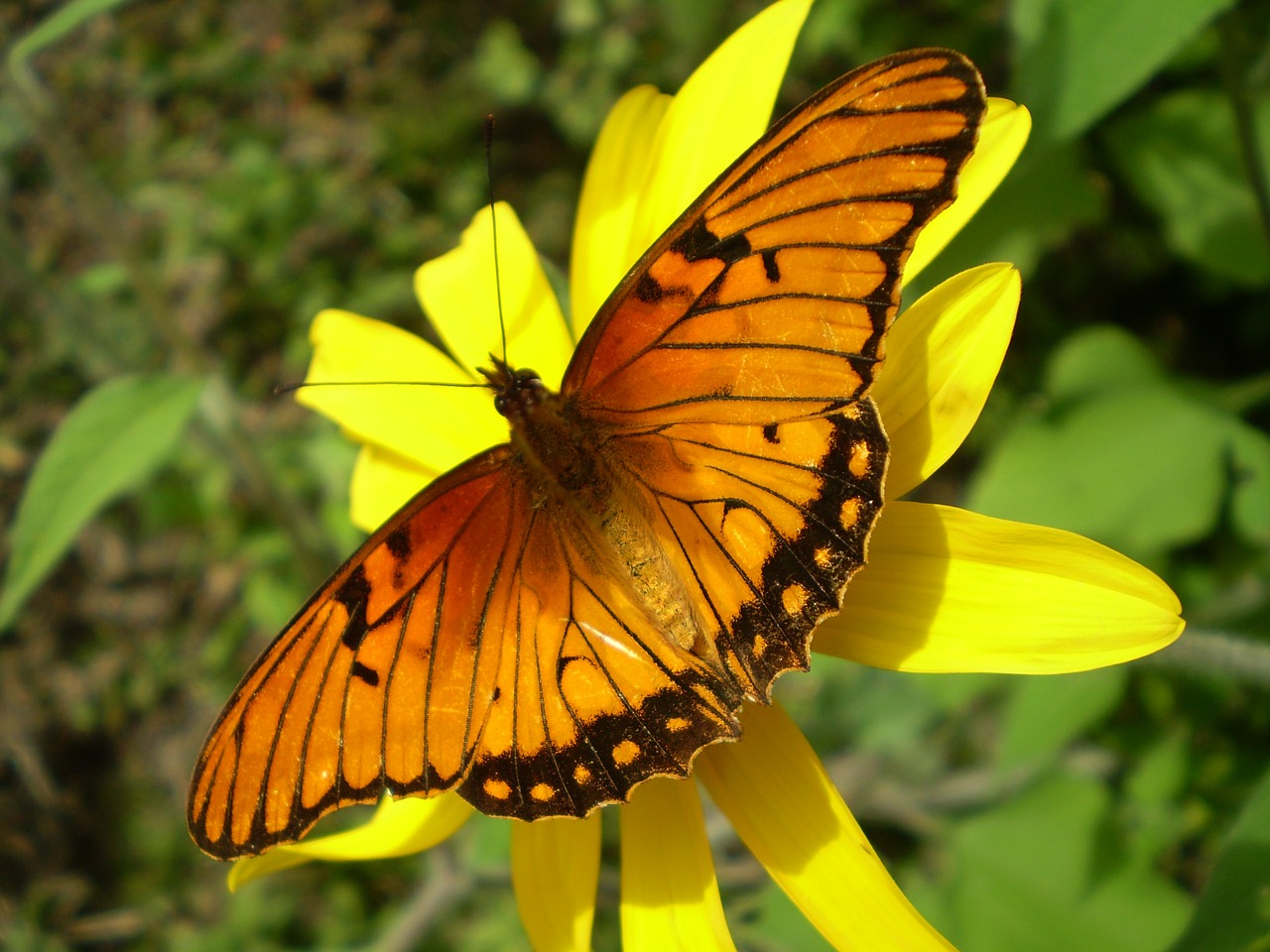 butterfly orange wings orange free photo