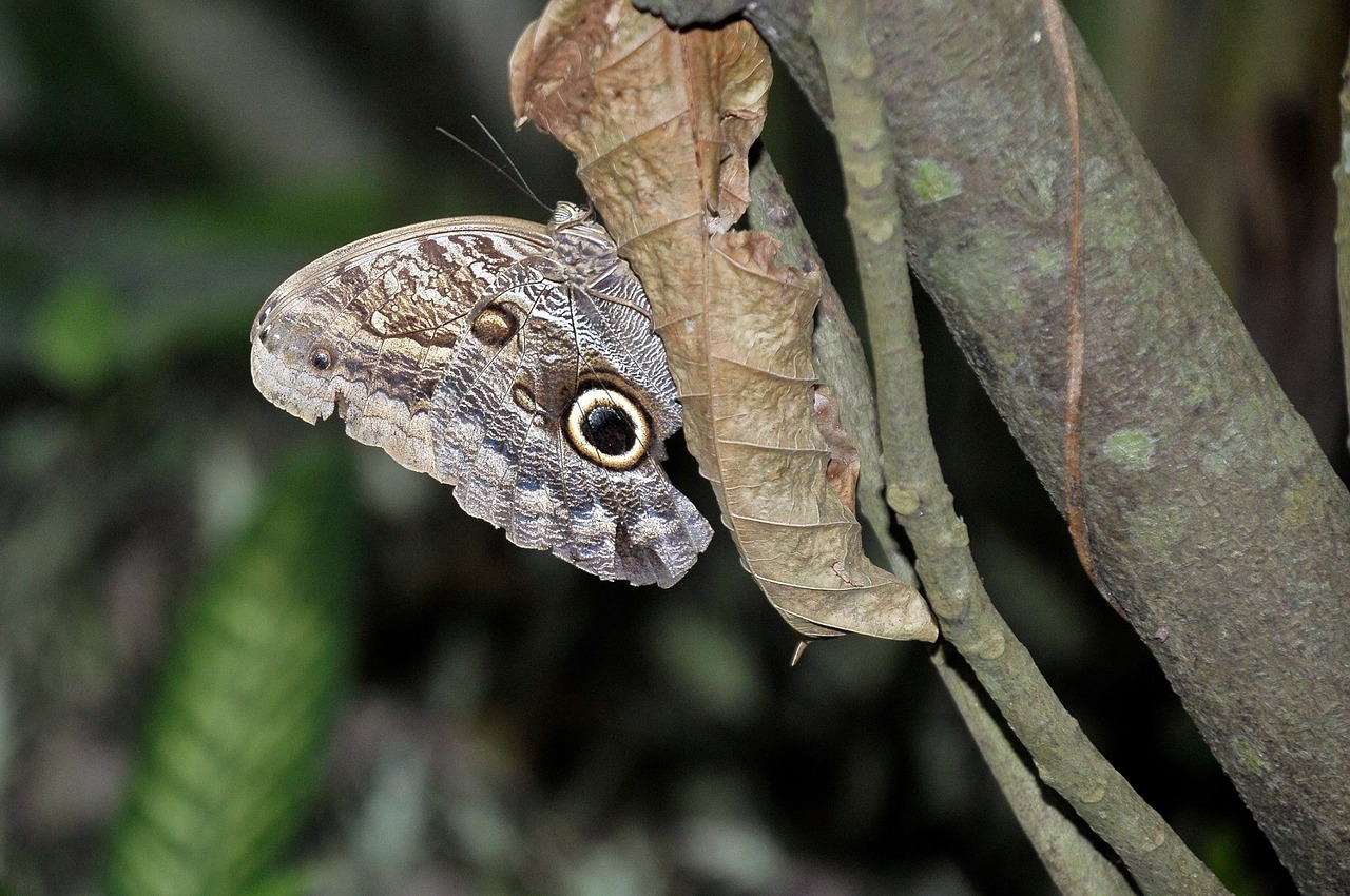 Edit Free Photo Of Butterfly good Luck free Pictures Free Photos Free 