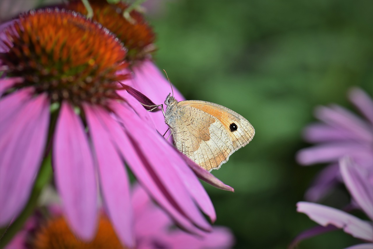 butterfly animal insect free photo