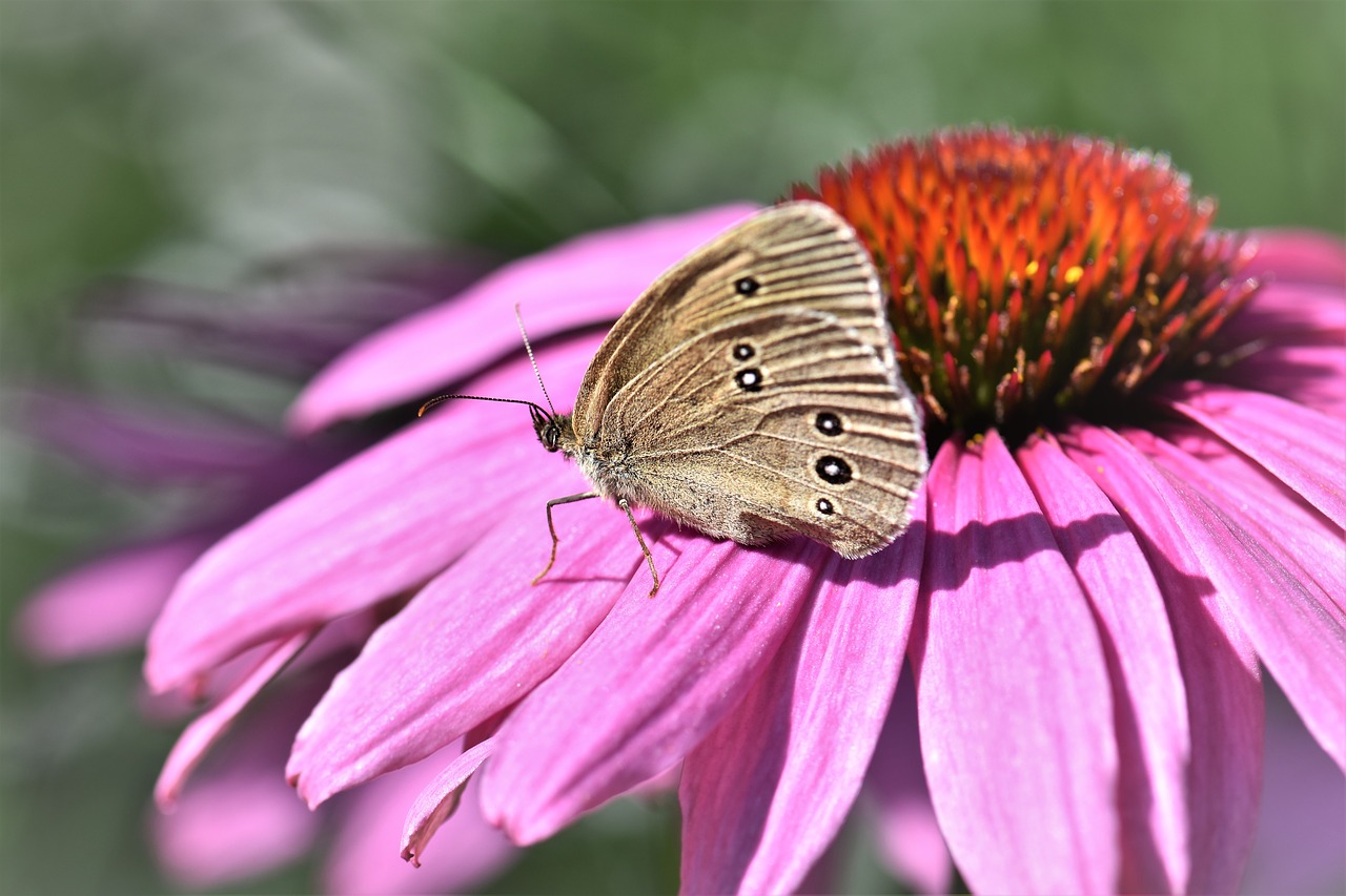 butterfly animal insect free photo