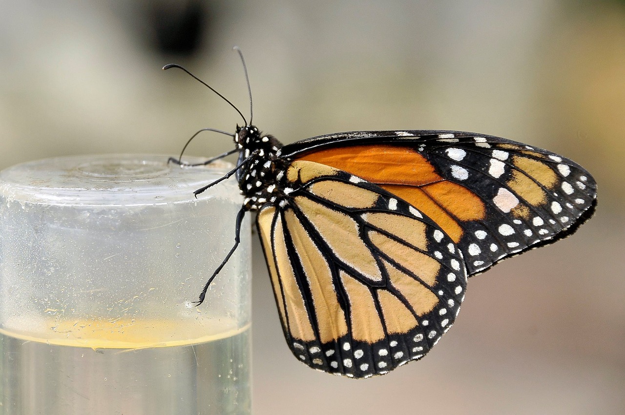 butterfly insects nature free photo