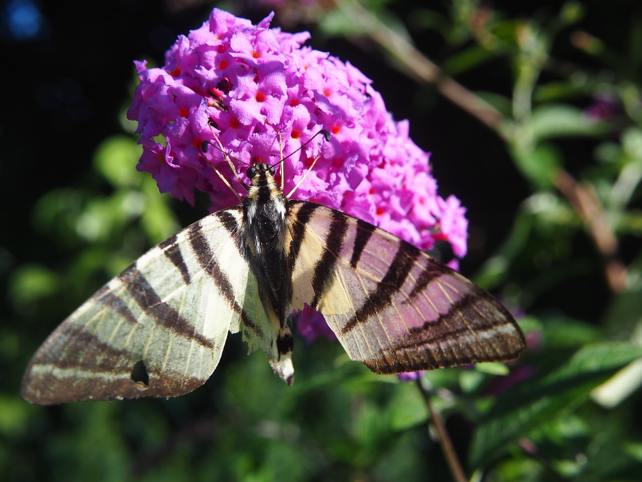 butterfly blossom bloom free photo