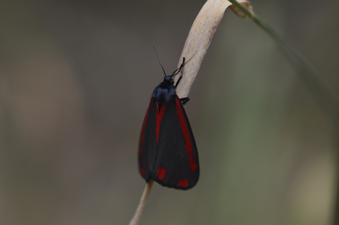 butterfly tyrian moth l jakobskrautbär free photo