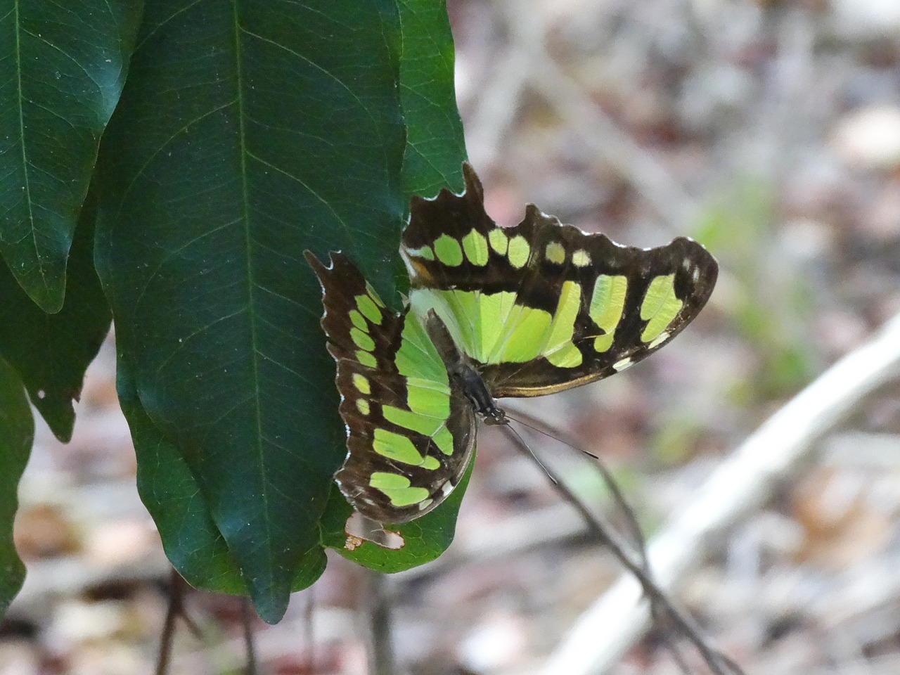 butterfly nature wings free photo