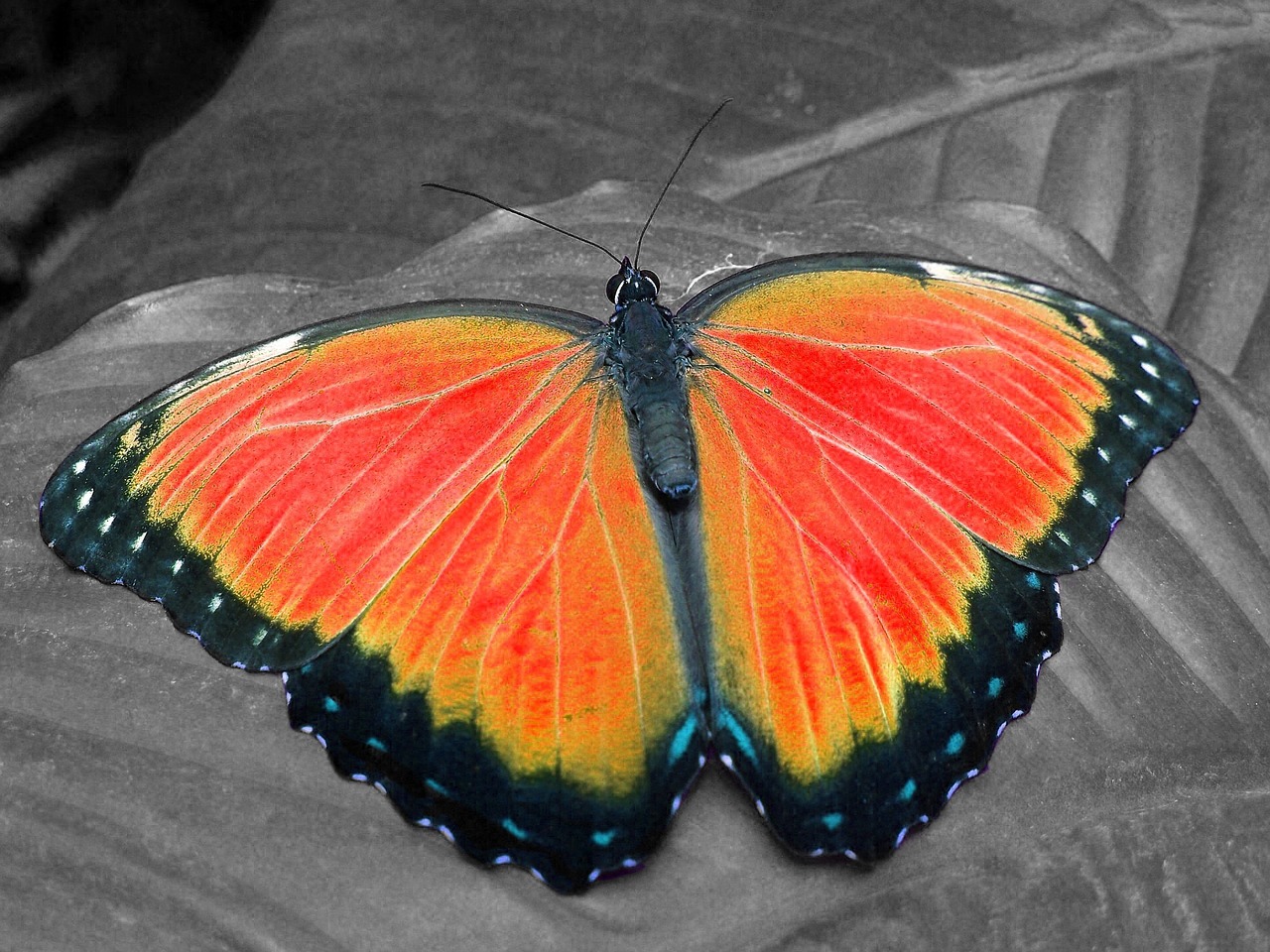 Butterfly,color key,free pictures, free photos, free images - free ...