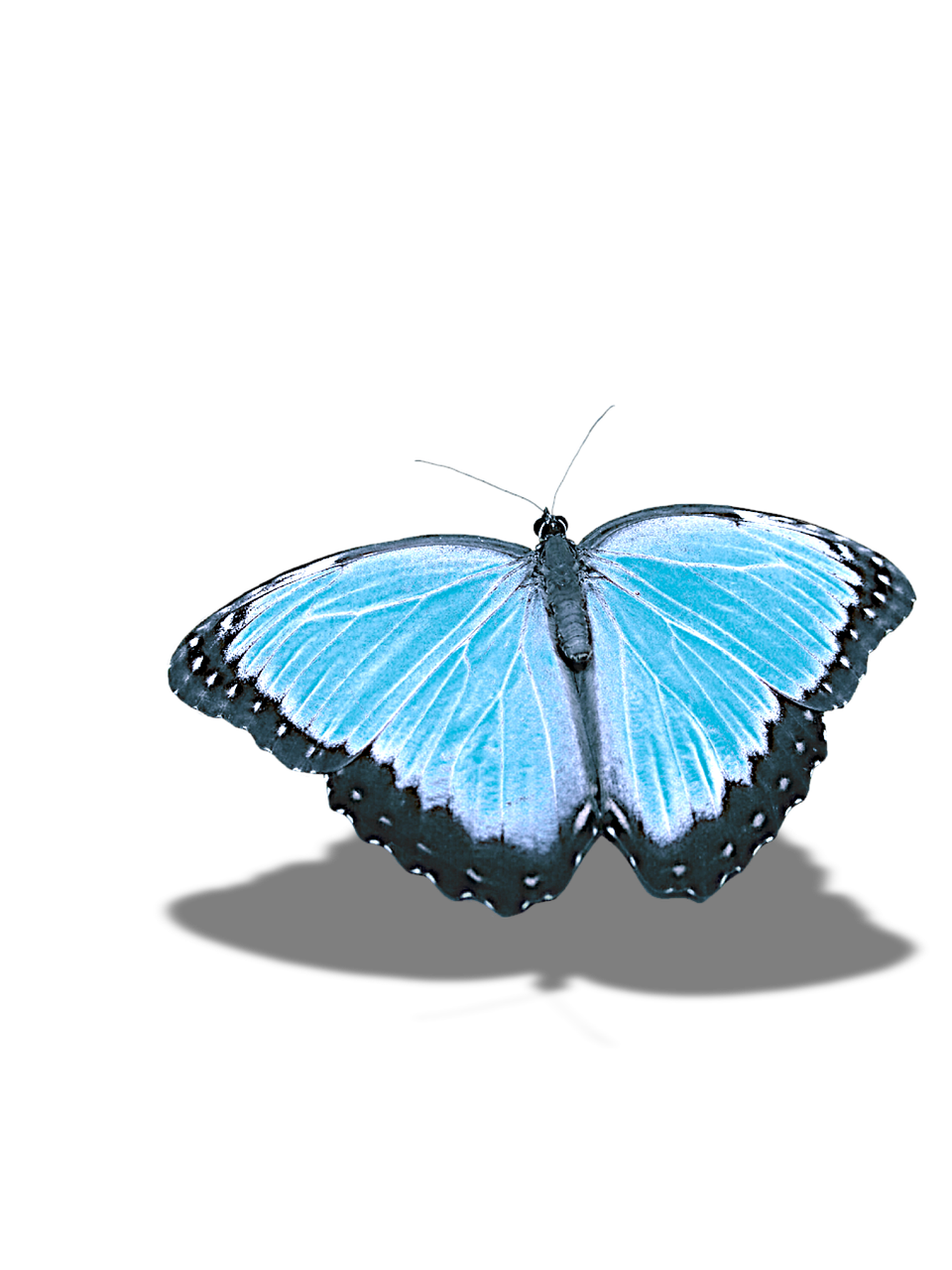 butterfly without background shadow free photo