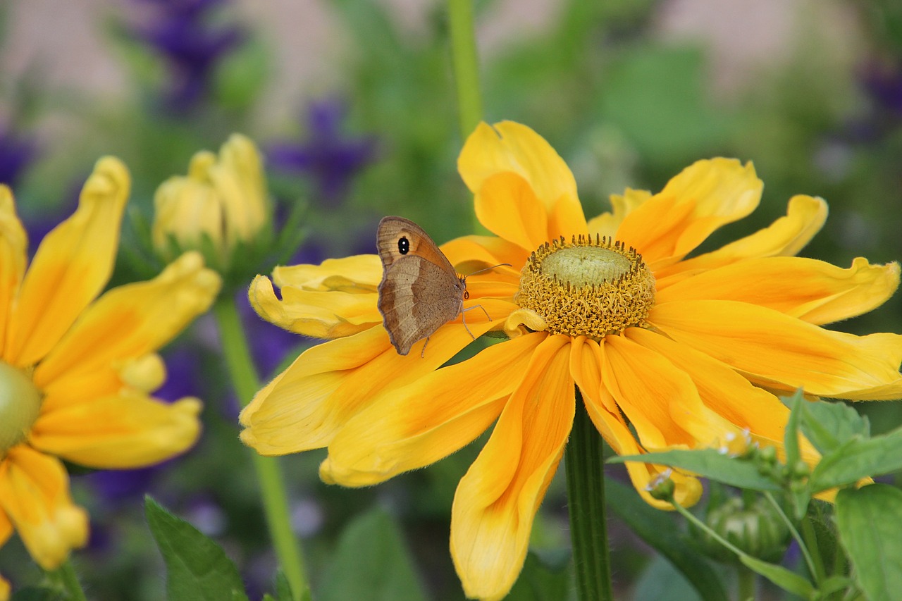 butterfly flower summer free photo