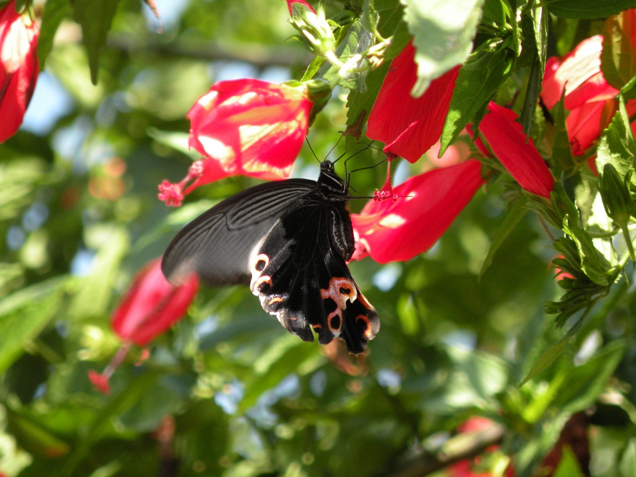 butterfly red nature free photo