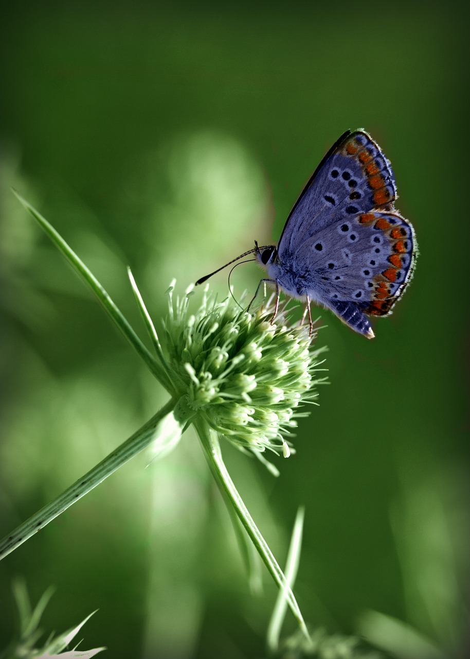 butterfly blue wings free photo