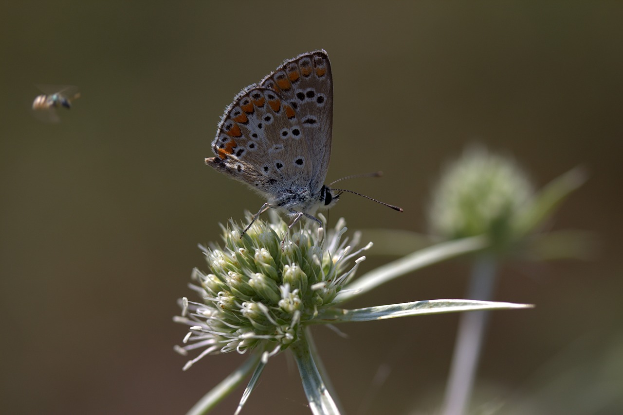 butterfly coloring bee free photo