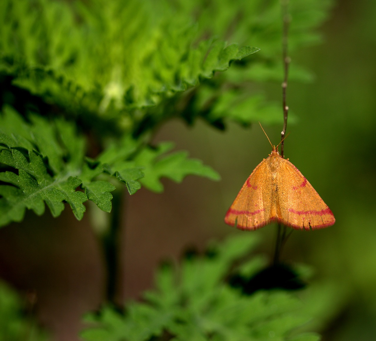 butterfly orange wings free photo