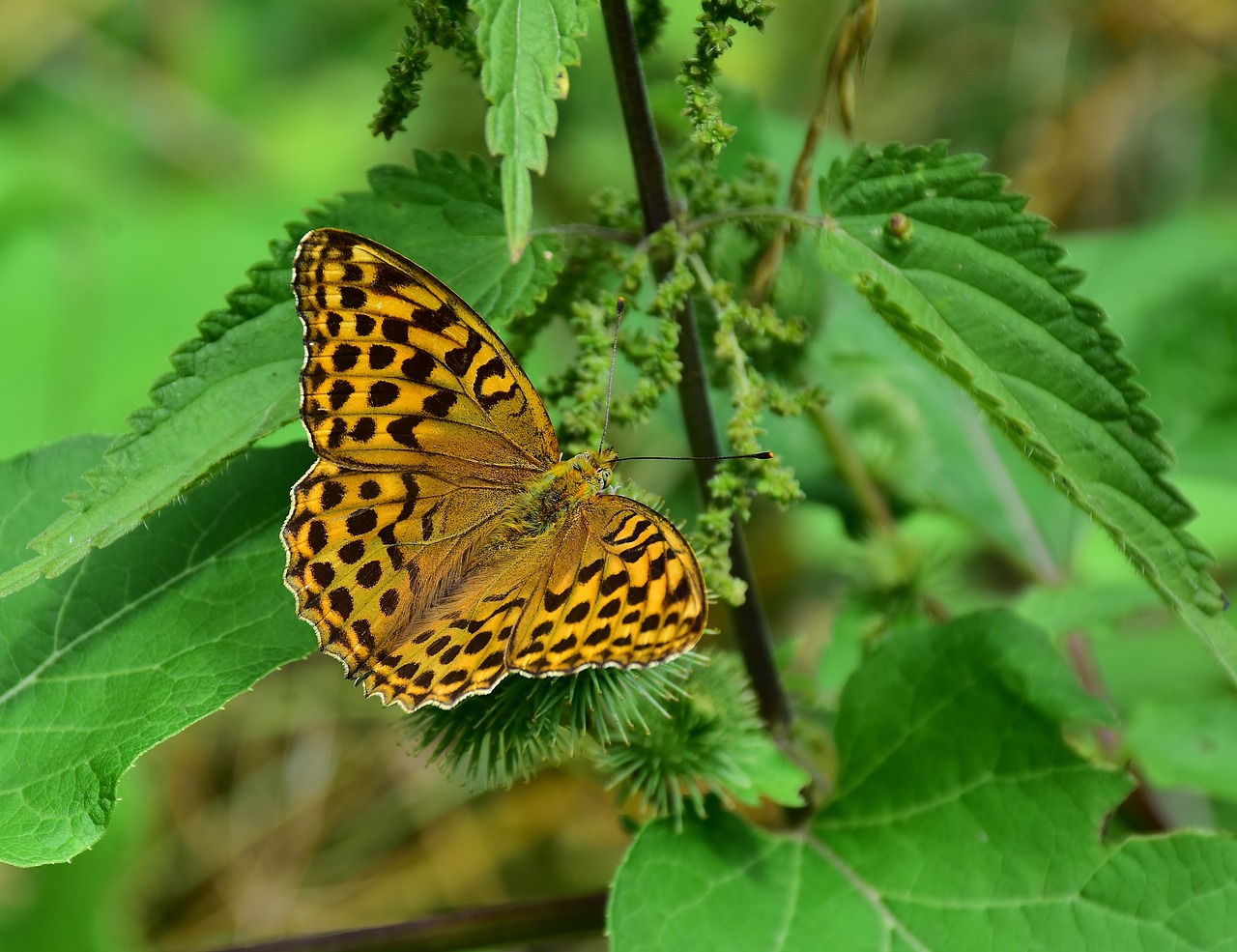 butterfly fritillary insect free photo