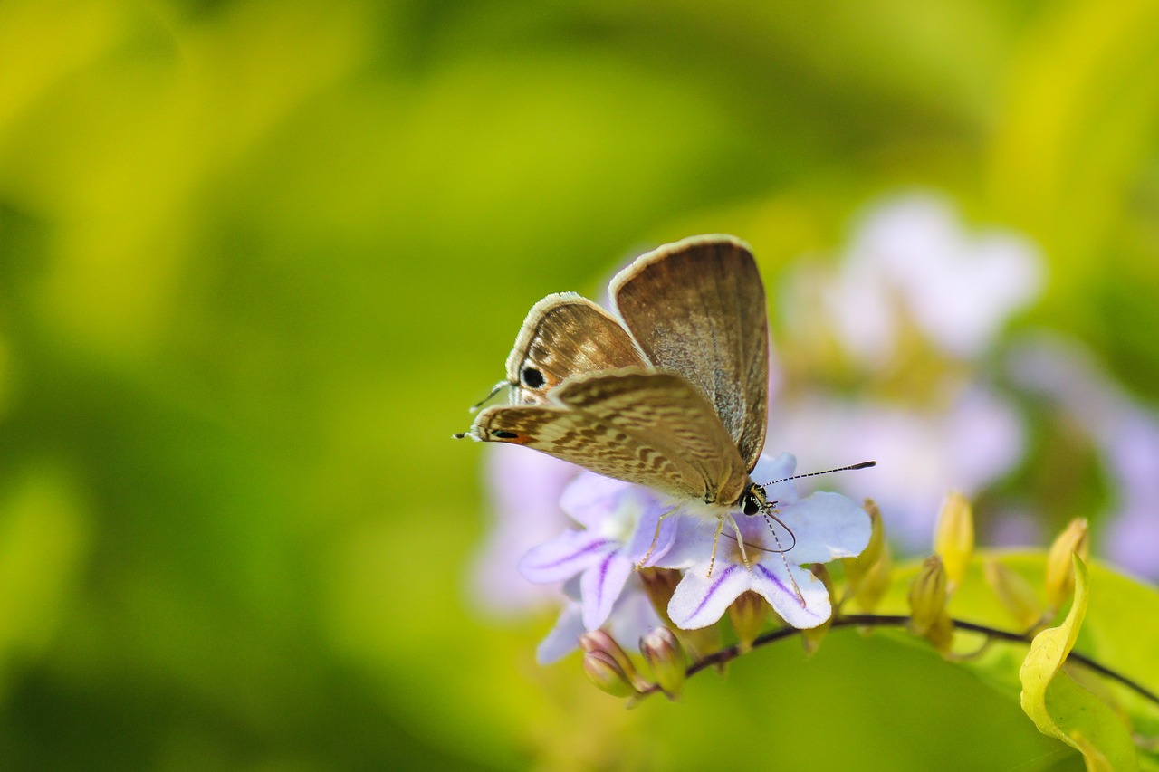 butterfly flower insect free photo