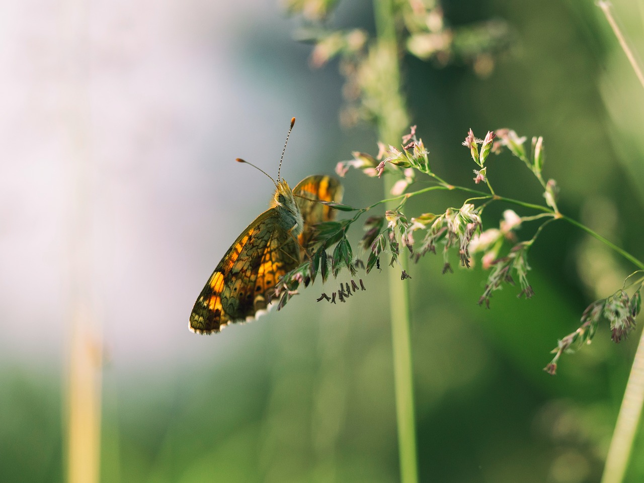 butterfly flower nature free photo