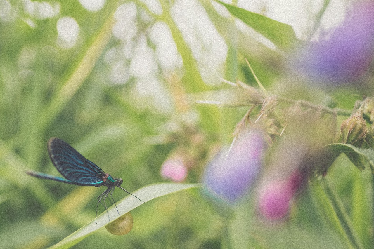 butterfly flower nature free photo