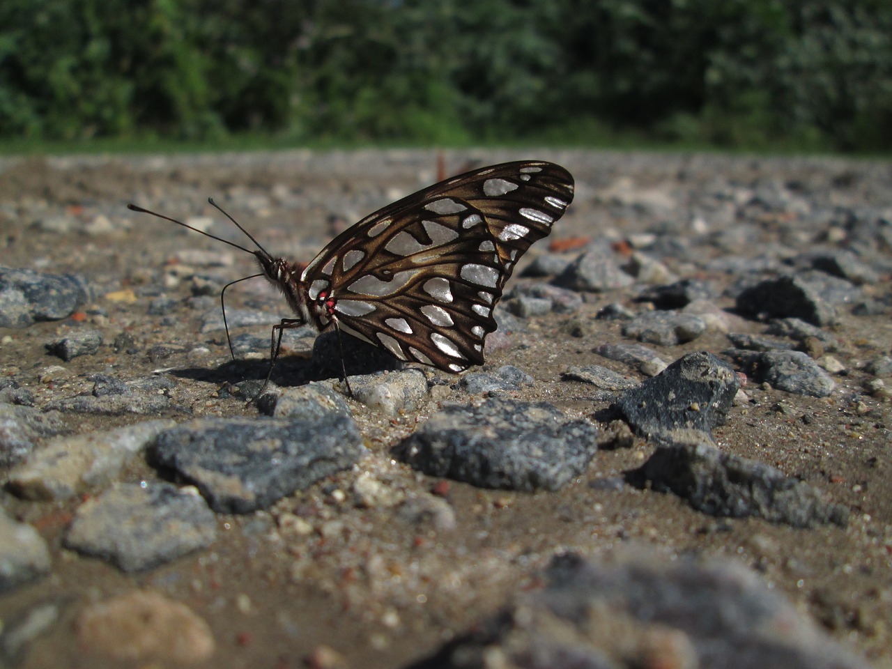 butterfly insect fellers free photo