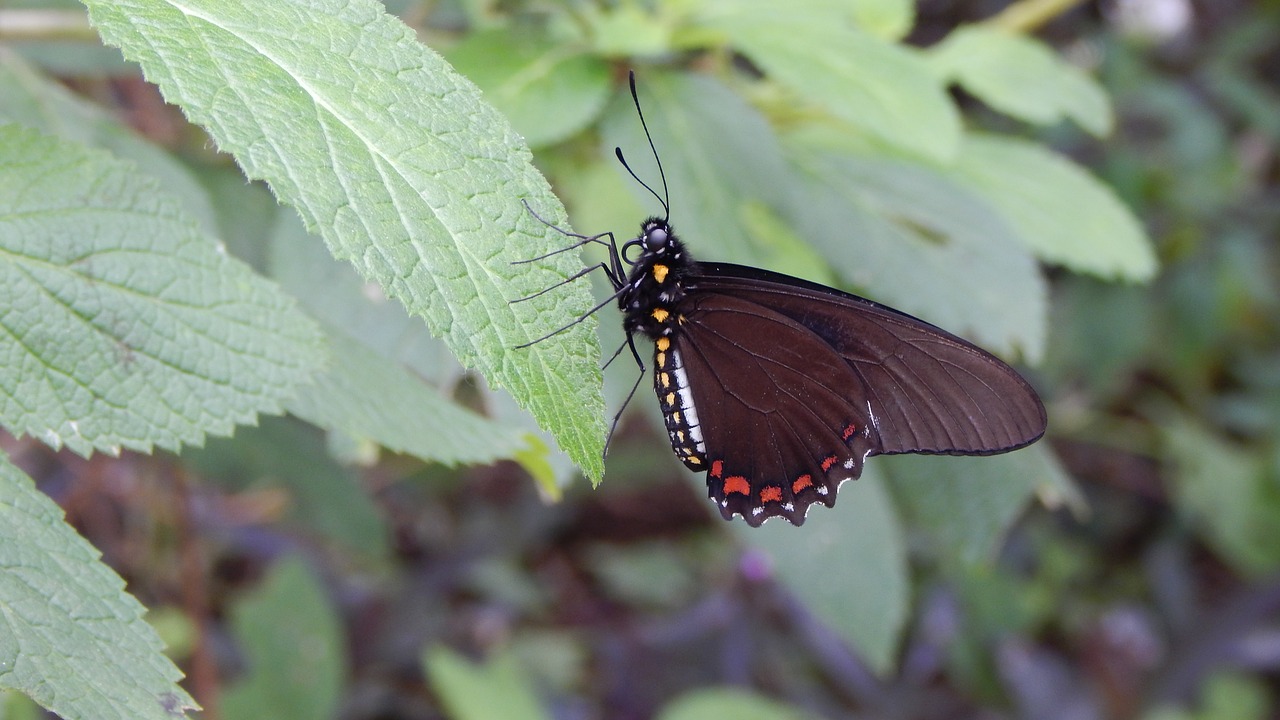 butterfly nature natural free photo