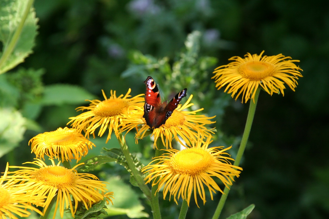 butterfly dandelions yellow free photo