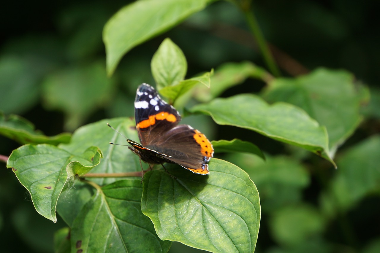 butterfly leaf insect free photo