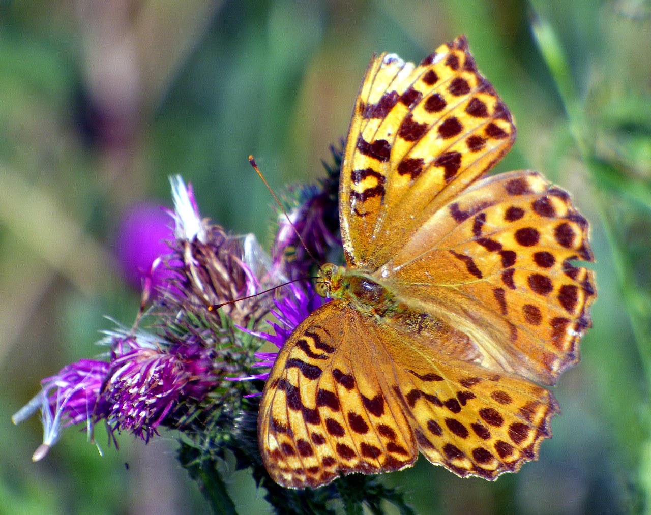 butterfly flower nature free photo