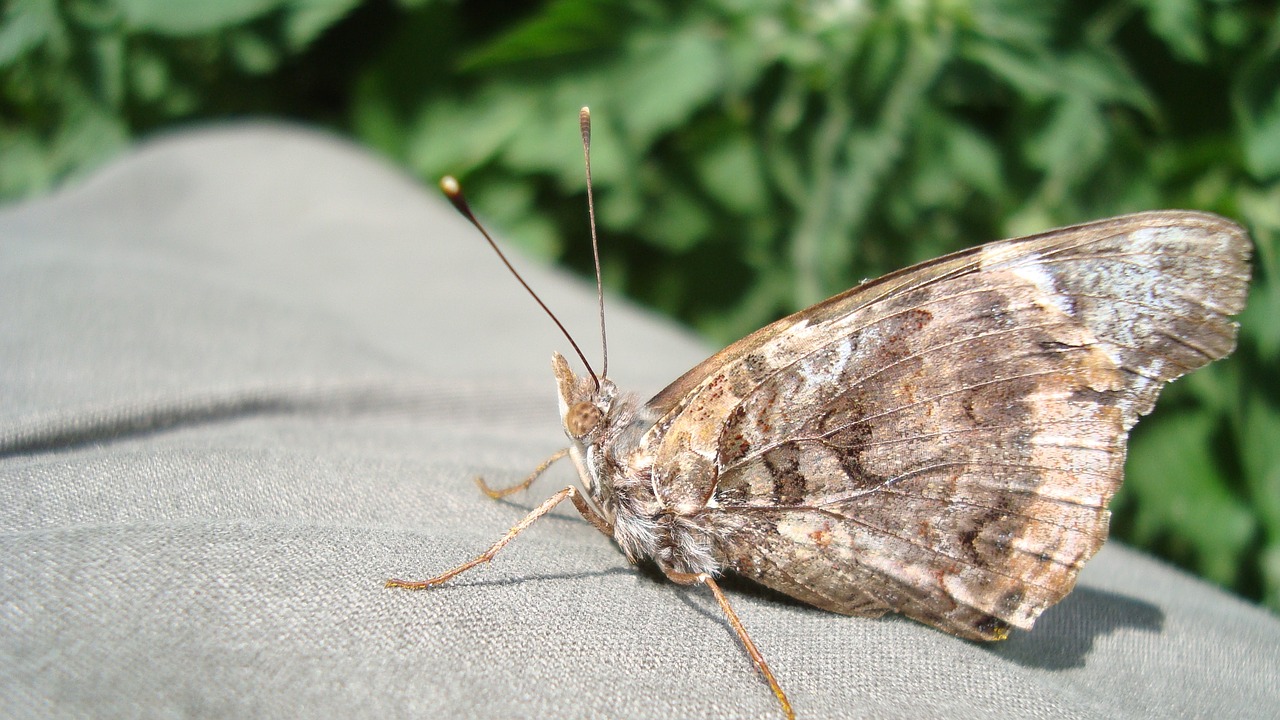 butterfly insect brown free photo